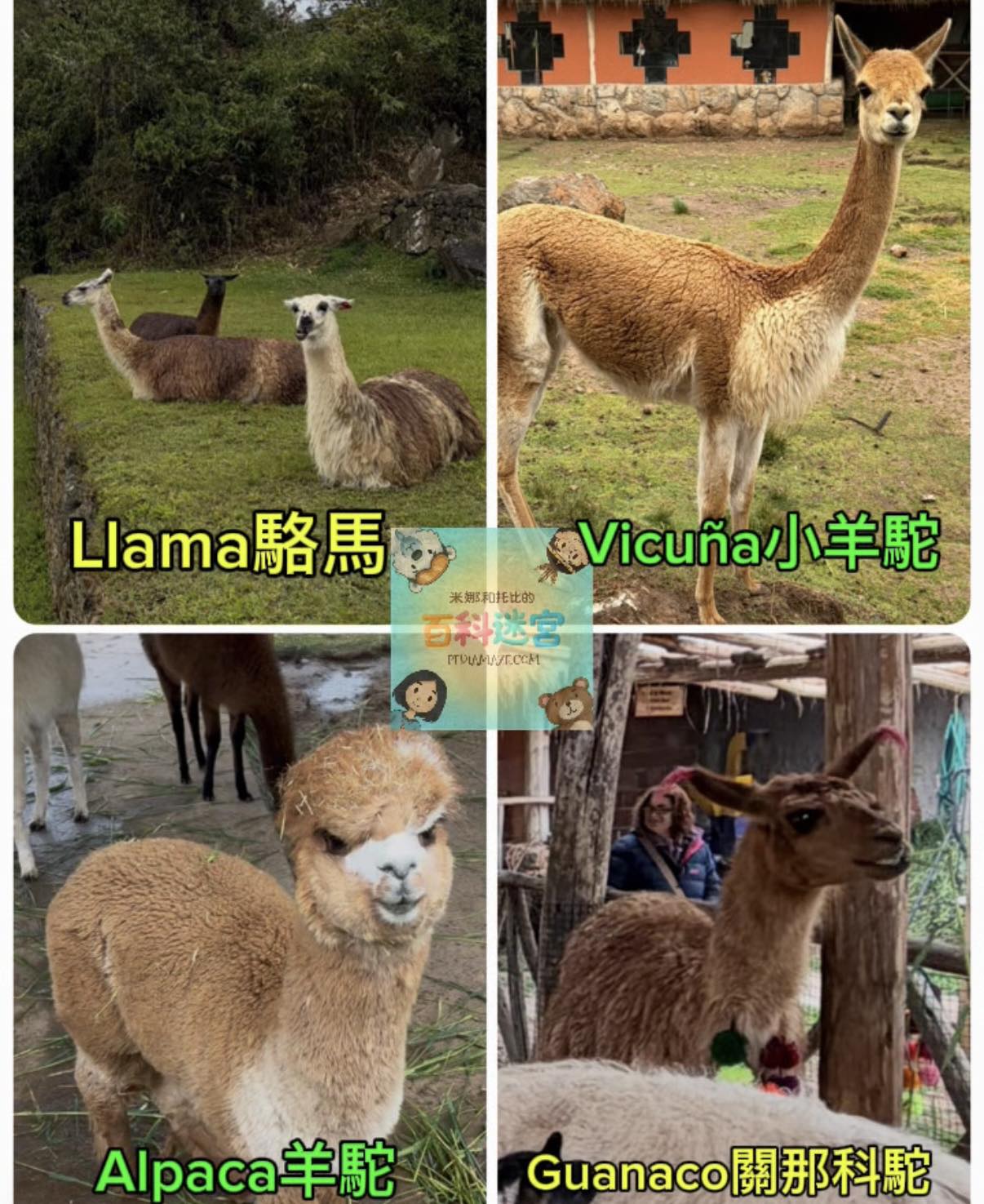 秘魯駱駝家族 Camelids