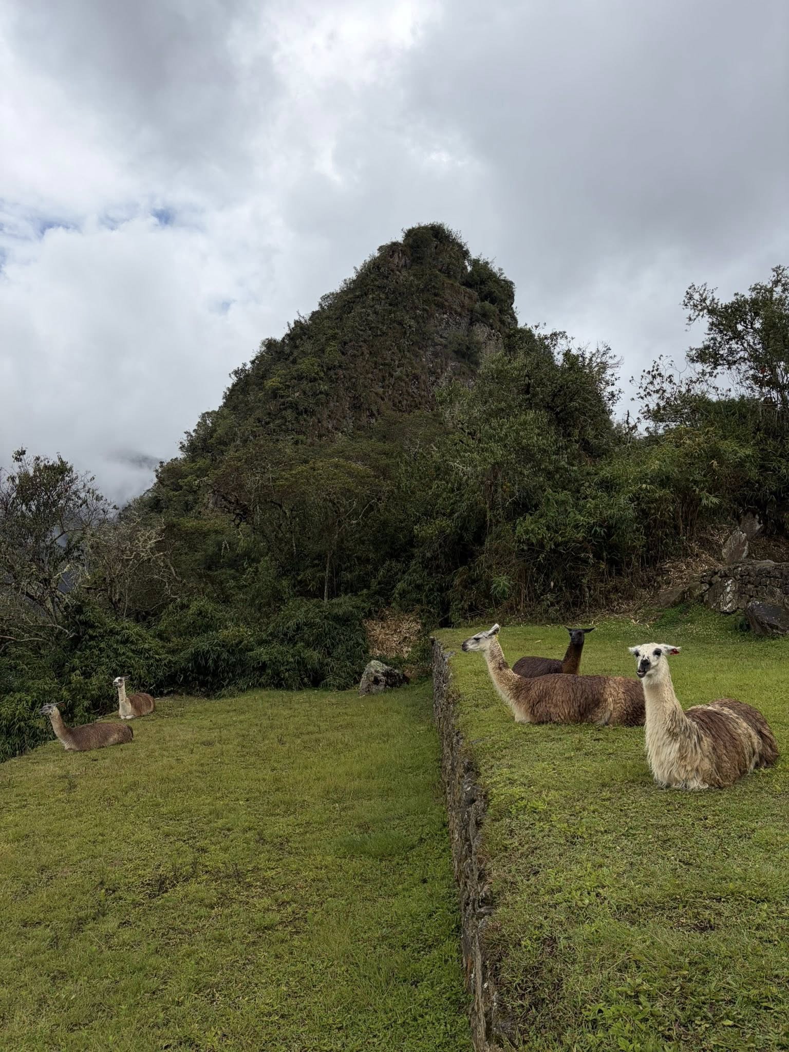 駱馬數量變少了