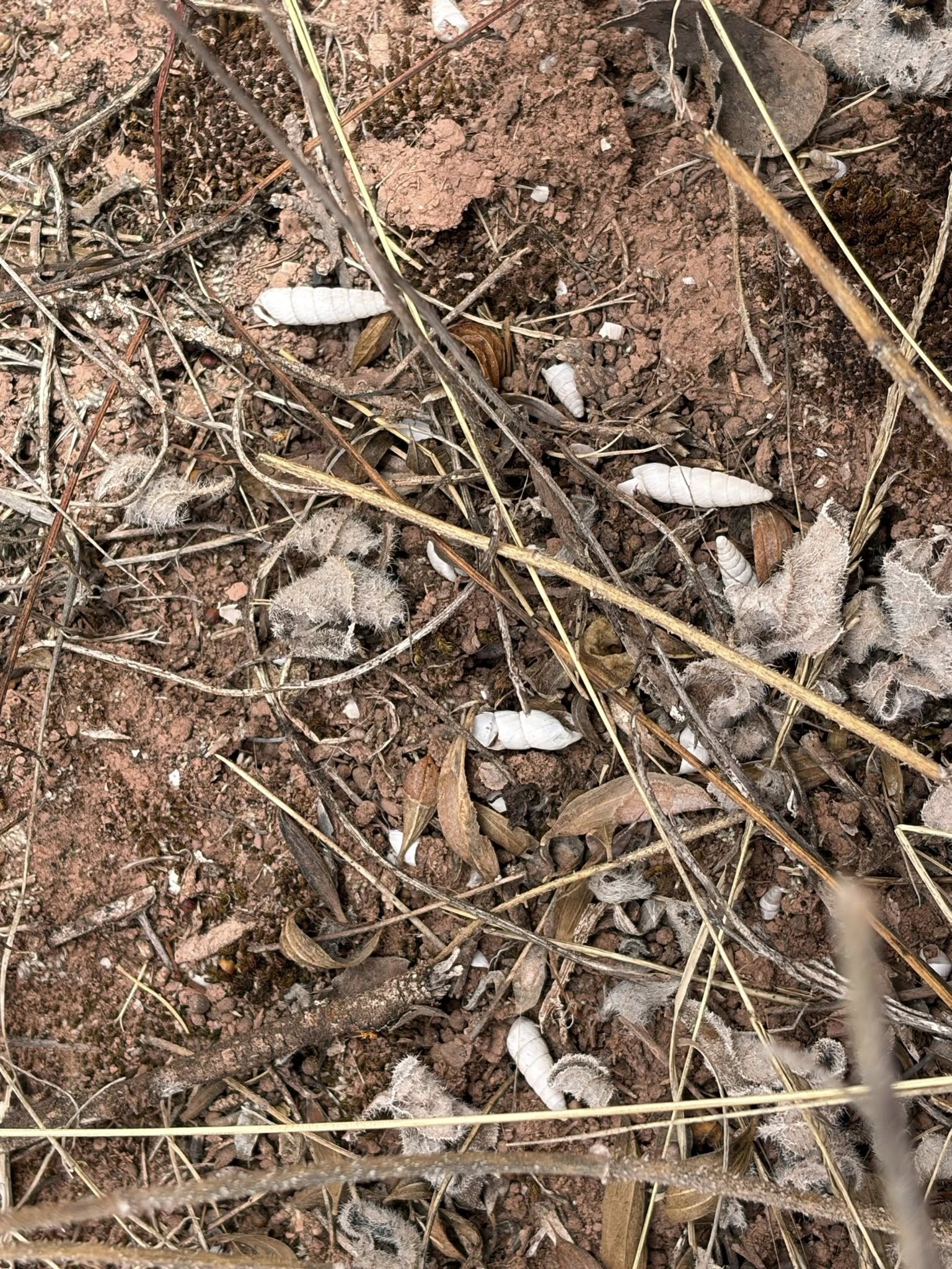 Moray 的海螺滿地都是